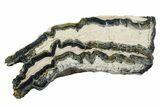 Mammoth Molar Slice With Case - South Carolina #349964-1